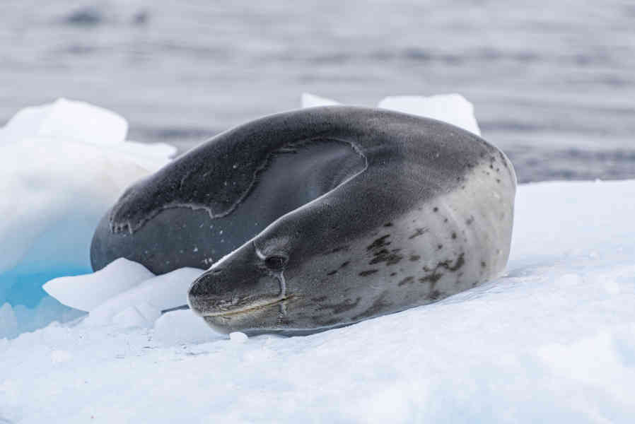 Foca Leopardo - Antártida 10.jpg